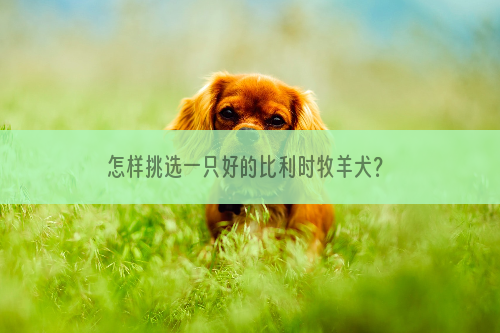 怎样挑选一只好的比利时牧羊犬？