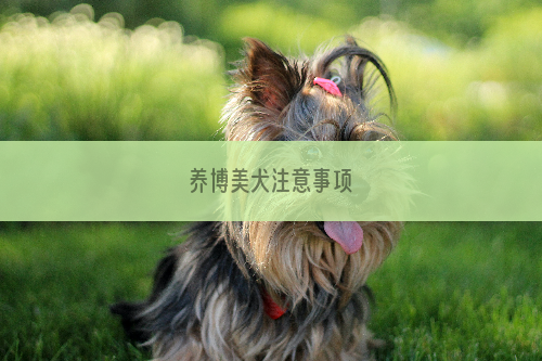 养博美犬注意事项