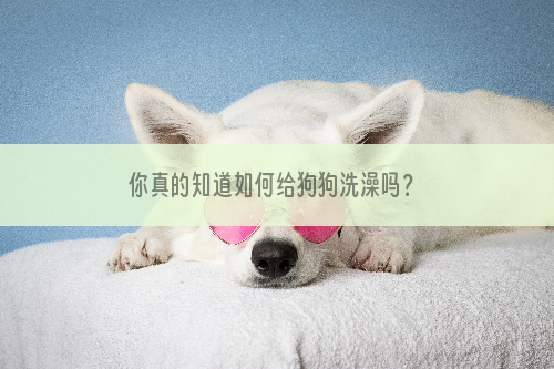 你真的知道如何给狗狗洗澡吗？