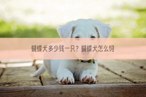 蝴蝶犬多少钱一只？蝴蝶犬怎么饲养？