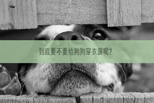 到底要不要给狗狗穿衣服呢？