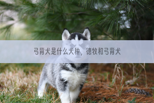 弓背犬是什么犬种，德牧和弓背犬有什么区别？