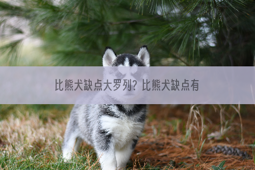 比熊犬缺点大罗列？比熊犬缺点有哪些