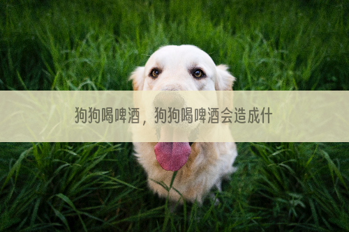 狗狗喝啤酒，狗狗喝啤酒会造成什么后果？