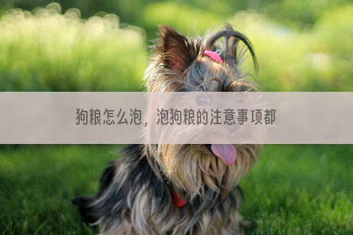狗粮怎么泡，泡狗粮的注意事项都有哪些