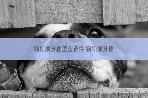 狗狗磨牙棒怎么选择 狗狗磨牙棒有哪几种？