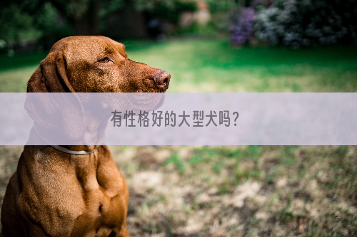 有性格好的大型犬吗？