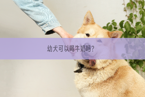 幼犬可以喝牛奶吗？