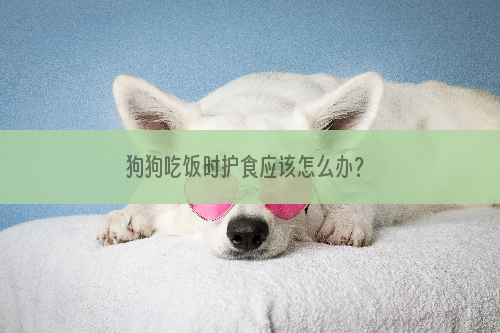狗狗吃饭时护食应该怎么办？