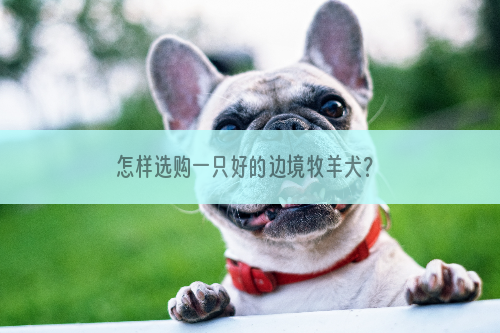 怎样选购一只好的边境牧羊犬？