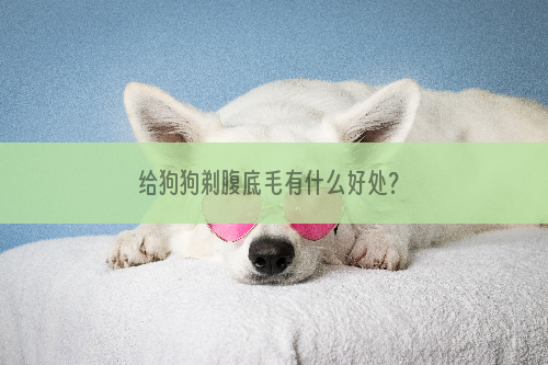 给狗狗剃腹底毛有什么好处？
