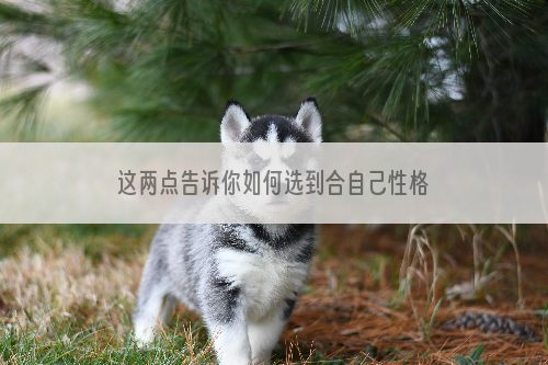这两点告诉你如何选到合自己性格的狗狗