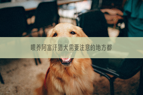 喂养阿富汗猎犬需要注意的地方都有哪些？