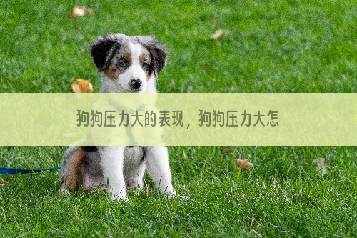 狗狗压力大的表现，狗狗压力大怎么办？