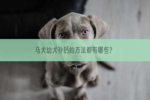 马犬幼犬补钙的方法都有哪些？