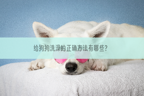 给狗狗洗澡的正确方法有哪些？