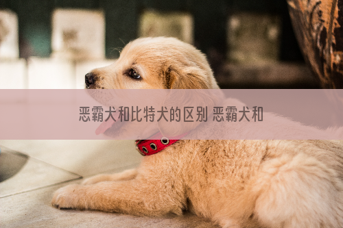 恶霸犬和比特犬的区别 恶霸犬和比特犬有什么不同