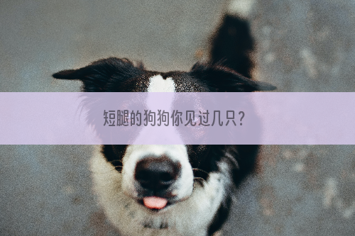 短腿的狗狗你见过几只？