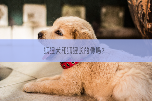 狐狸犬和狐狸长的像吗？
