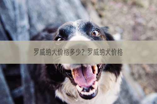 罗威纳犬价格多少？罗威纳犬价格盘点