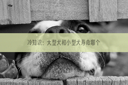 冷知识：大型犬和小型犬寿命哪个长？