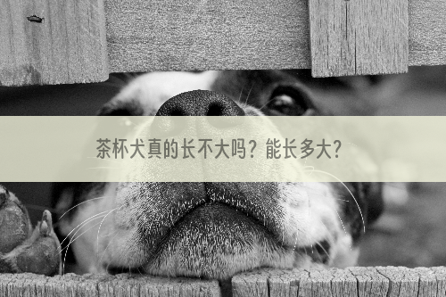 茶杯犬真的长不大吗？能长多大？