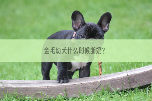 金毛幼犬什么时候断奶？