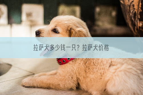 拉萨犬多少钱一只？拉萨犬价格