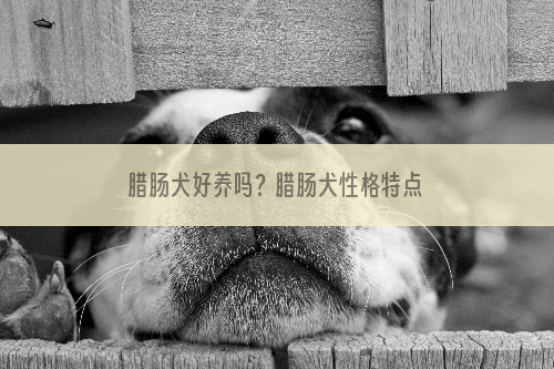 腊肠犬好养吗？腊肠犬性格特点