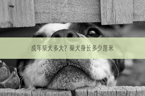 成年柴犬多大？柴犬身长多少厘米？