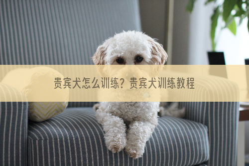 贵宾犬怎么训练？贵宾犬训练教程