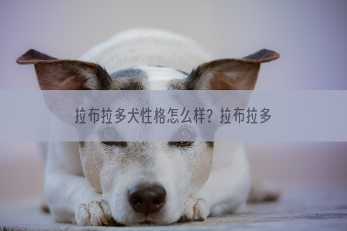 拉布拉多犬性格怎么样？拉布拉多犬性格特点