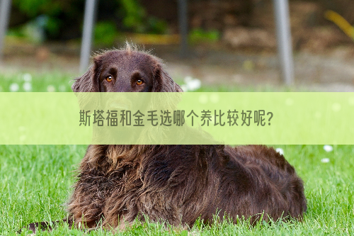 斯塔福和金毛选哪个养比较好呢?斯塔福犬怎么样？