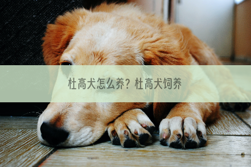 杜高犬怎么养？杜高犬饲养