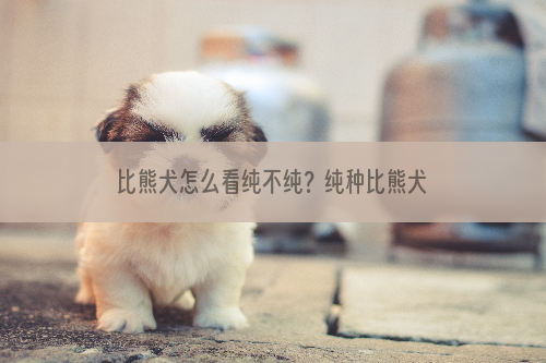 比熊犬怎么看纯不纯？纯种比熊犬特征