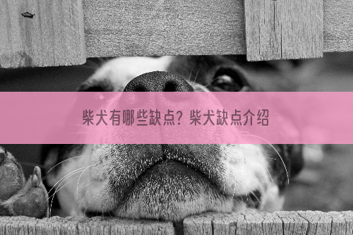 柴犬有哪些缺点？柴犬缺点介绍