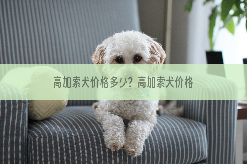 高加索犬价格多少？高加索犬价格