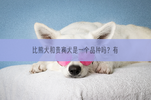 比熊犬和贵宾犬是一个品种吗？有什么不一样？