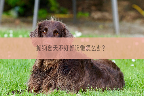 狗狗夏天不好好吃饭怎么办？