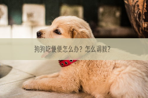 狗狗吃便便怎么办？怎么调教？