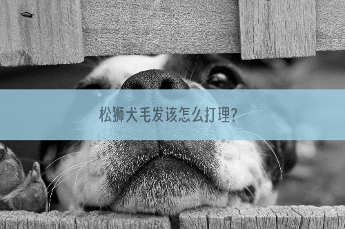 松狮犬毛发该怎么打理？