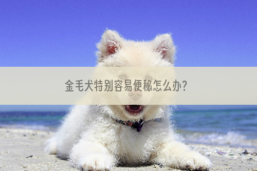 金毛犬特别容易便秘怎么办？