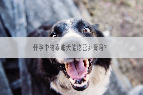 怀孕中的泰迪犬能吃营养膏吗？