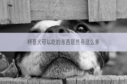 柯基犬可以吃的东西居然有这么多？