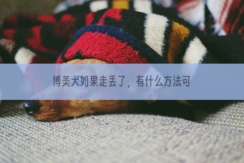 博美犬如果走丢了，有什么方法可以找回？