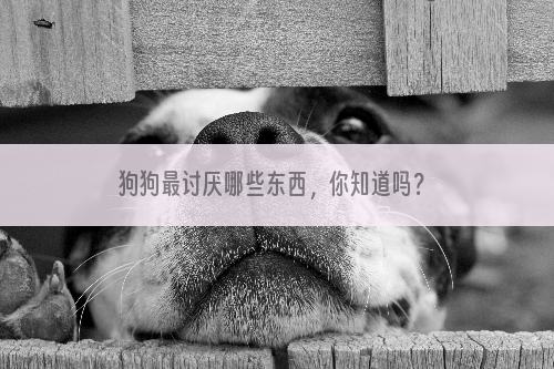 狗狗最讨厌哪些东西，你知道吗？