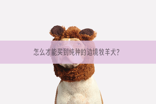 怎么才能买到纯种的边境牧羊犬？