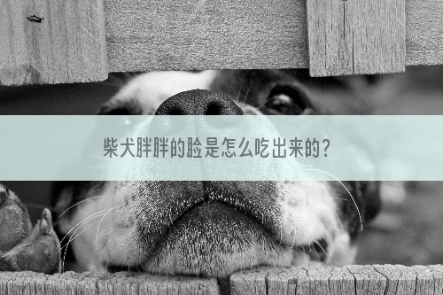 柴犬胖胖的脸是怎么吃出来的？