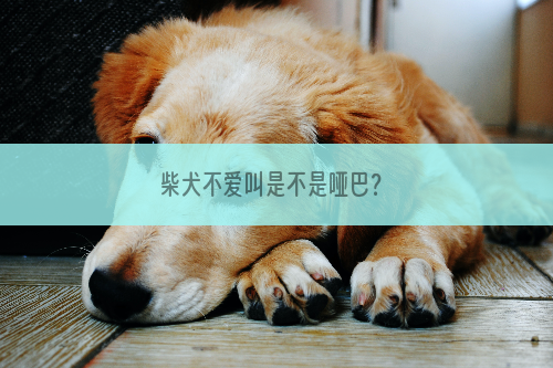 柴犬不爱叫是不是哑巴？