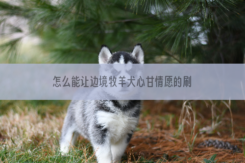 怎么能让边境牧羊犬心甘情愿的刷牙？